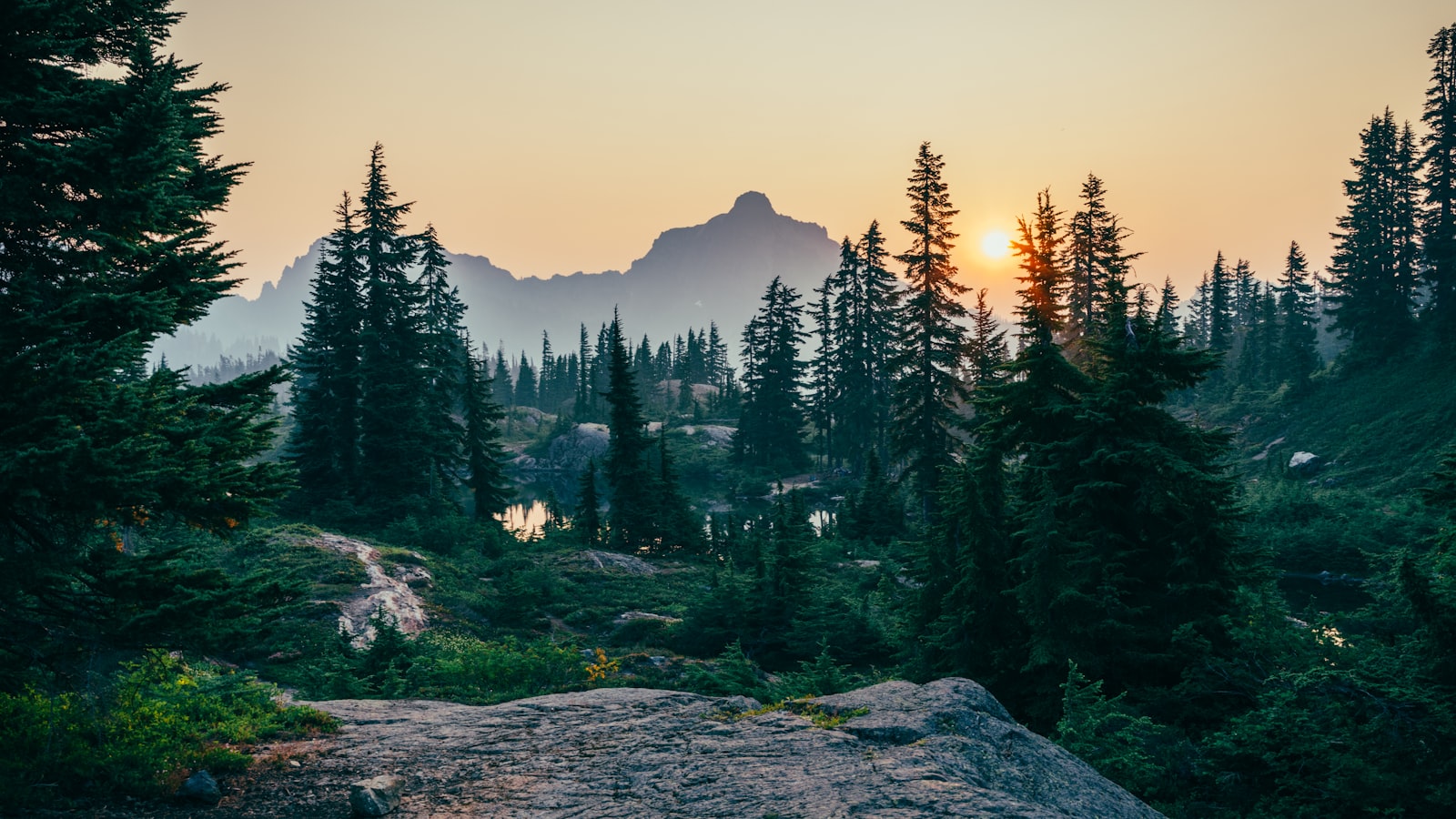 Forest and water, placeholder for community announcement